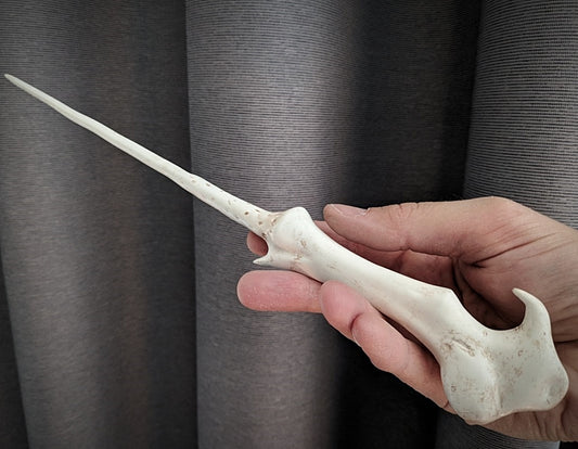 Harry Potters Zauberstab Voldemorts