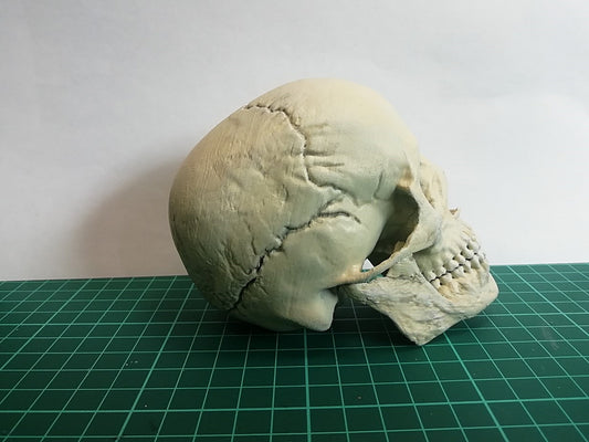 İnsan Kafatası Figür 15 Cm