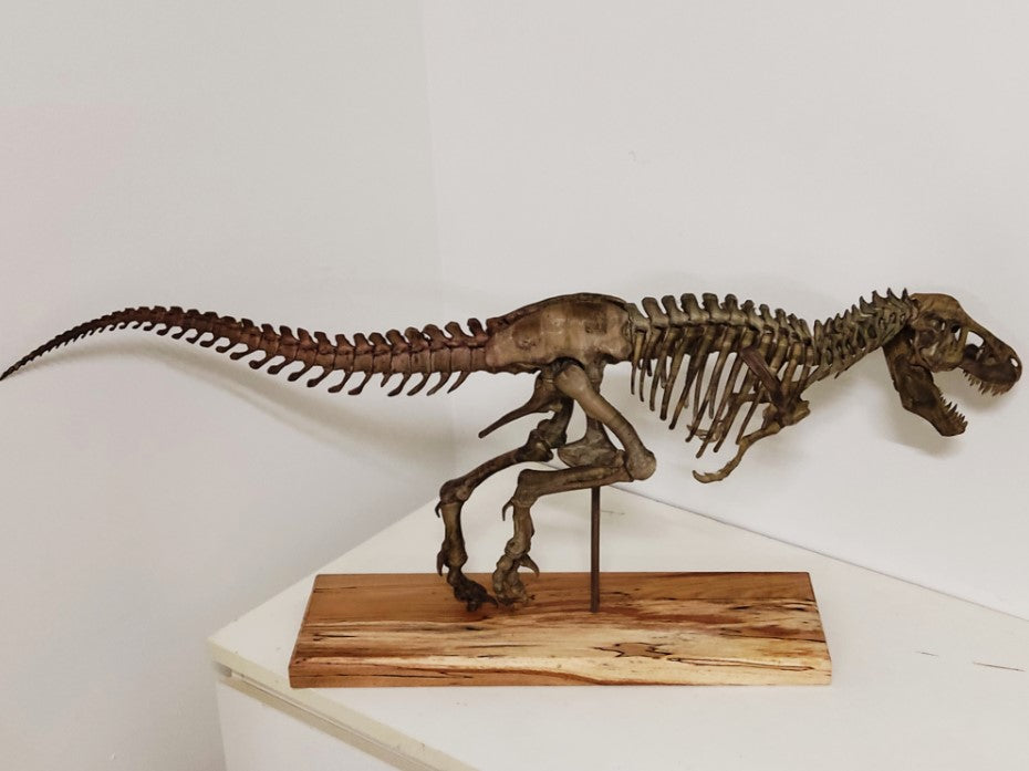 T-Rex Realistisches Skelett Deko Groß