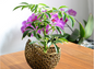 Voronoi Antik Gold Blumentopf 13 cm Durchmesser