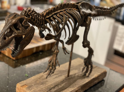 T-Rex Realistisches Skelett Deko Groß